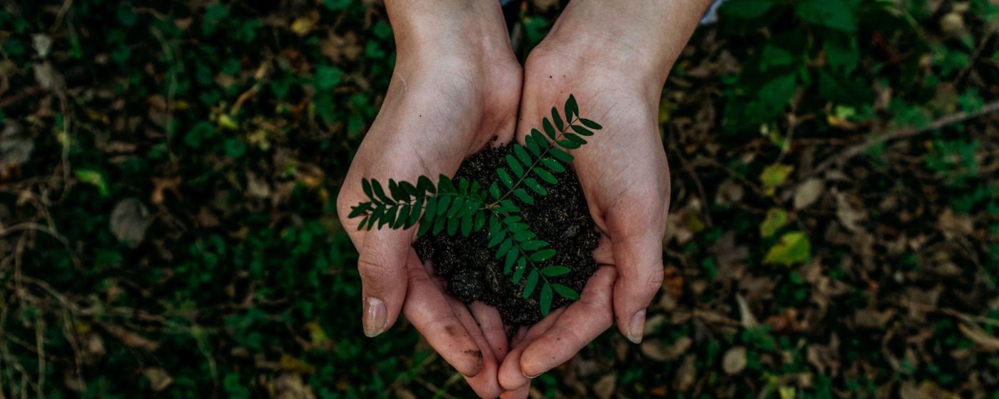 hands holding a plant